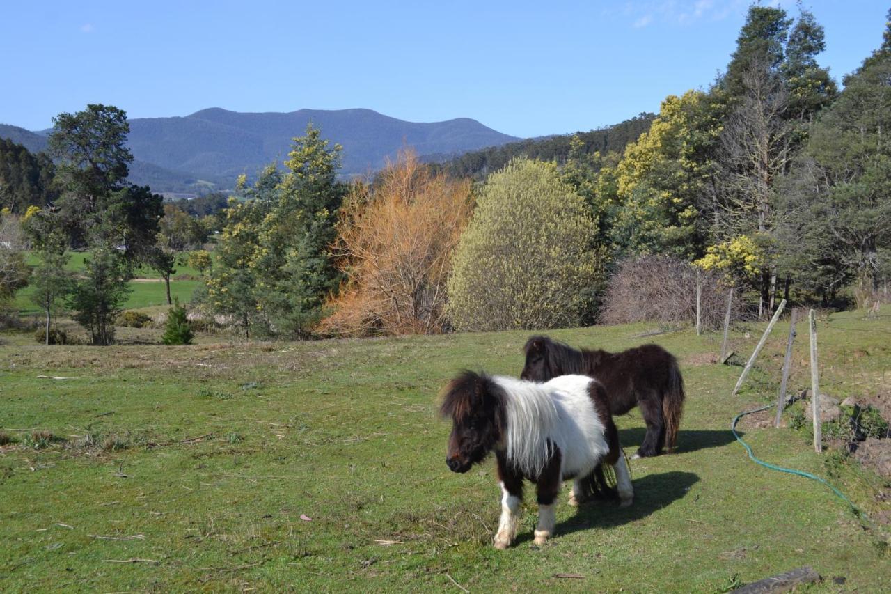 Whispering Spirit Holiday Cottages & Mini Ponies Franklin Экстерьер фото